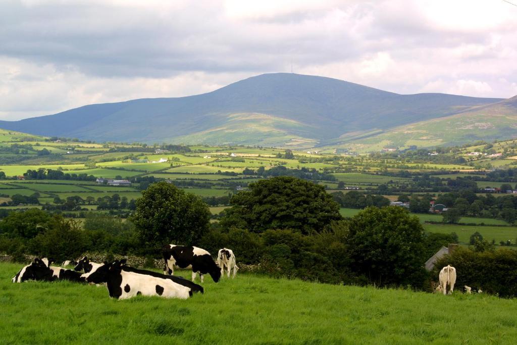 Brandon View House B&B Graiguenamanagh Exterior foto
